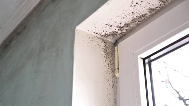 Best Mold Remediation Experts  in Veazie, ME