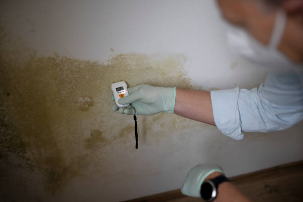 Best Toxic Mold Removal  in Veazie, ME