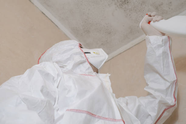 Best Mold Removal Company Near Me  in Veazie, ME