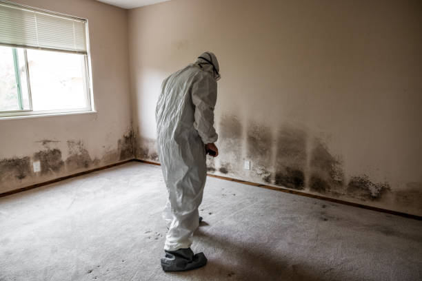 Best Emergency Mold Removal  in Veazie, ME