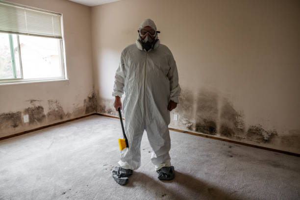 Best Mold Damage Repair  in Veazie, ME