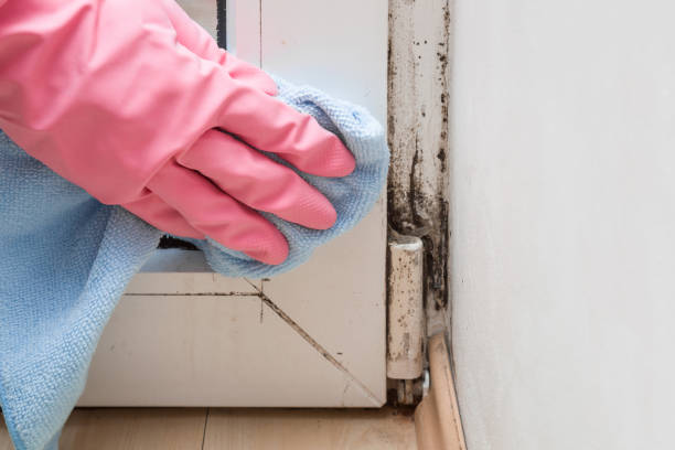 Professional Mold Removal in Veazie, ME