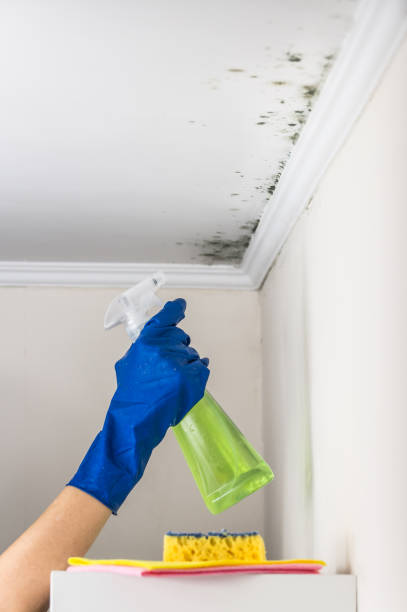 Best Office Mold Removal Services  in Veazie, ME