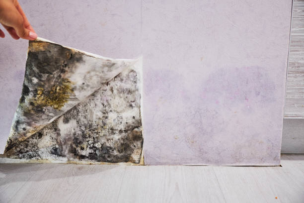 Best Certified Mold Removal  in Veazie, ME